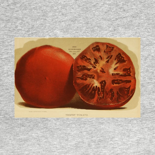 Vintage Illustration of a Sliced Tomato (1871) by Bravuramedia